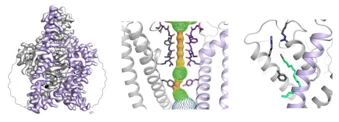 THIK1 cryoEM